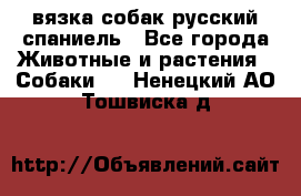 вязка собак русский спаниель - Все города Животные и растения » Собаки   . Ненецкий АО,Тошвиска д.